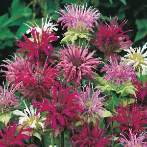 Монарда - самое важное о растении: сорта, выращивание из семян, посадка ...