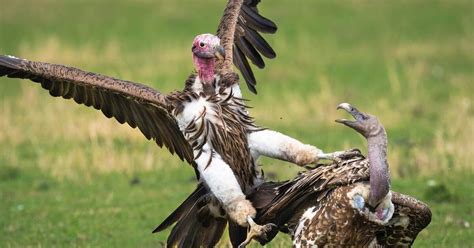 Стервятники играют | Пикабу