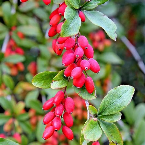 Chuxay Garden European Barberry Seed 20 Seeds Great