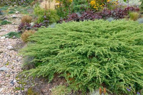 Juniperus Rigida Subsp Conferta Schlager Shore Juniper