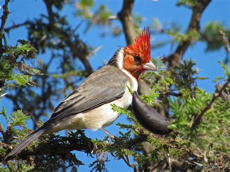 Cardenal Copete Rojo 6