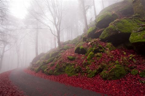 Wallpaper Forest Rock Tree Autumn Leaf Flower Weather Plant