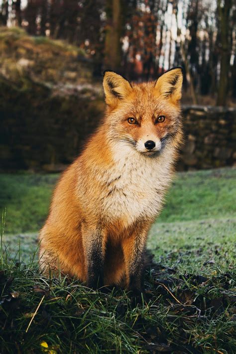 Free Images : animal, wildlife, fur, fauna, red fox, vertebrate, dog