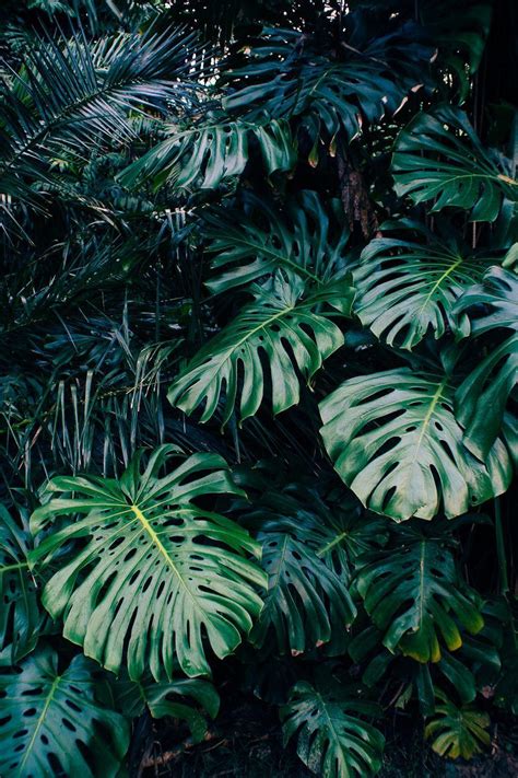 Tropical Plants Wallpapers - Top Free Tropical Plants Backgrounds ...