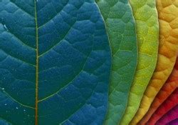 Colors in Nature [Photography] | Psychology Of Color