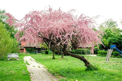 Тамарикс кустарник в ландшафтном дизайне: 80 фото