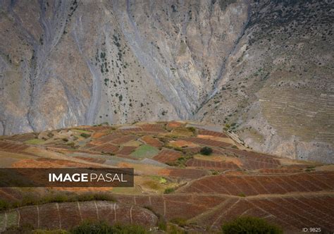 Harvesting Naked Barley In Swanta Mustang Buy Images Of Nepal Stock Photography Nepal