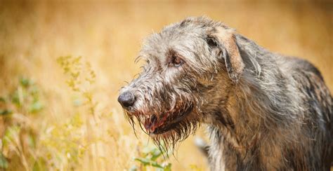 irish wolfhound breed information breed advisor