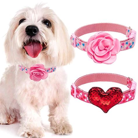 C Mo Elegir El Mejor Collar Para Tu Perro Consejos Y Recomendaciones