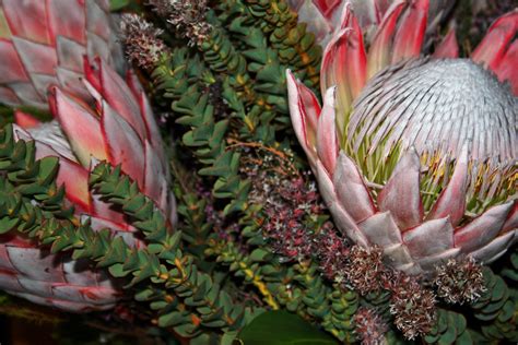 Proteas And Fynbos Free Stock Photo Public Domain Pictures