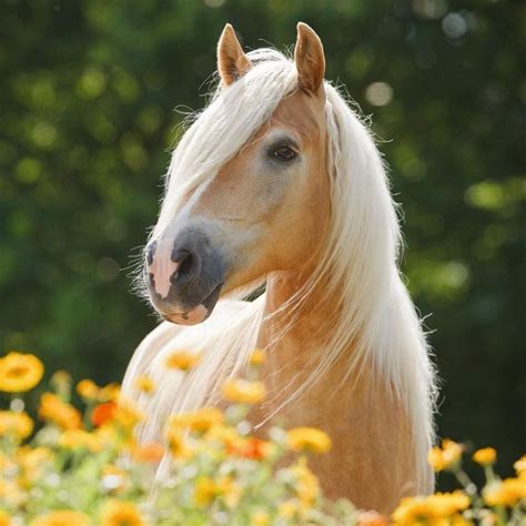 Чего вы еще не знаете о лошадях? | Horses, Beautiful horses, Most ...