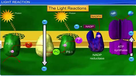 Cbse Class Biology Photosynthesis In Higher Plants Full