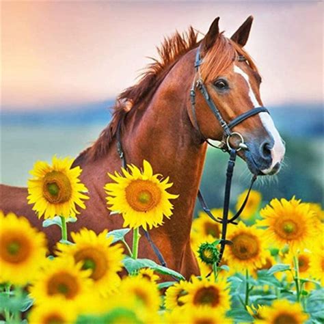 horse sunflower wallpapers wallpaper cave
