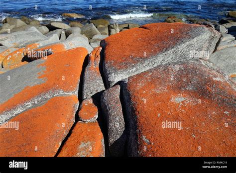Lichen On Rock Rocks Hi Res Stock Photography And Images Alamy
