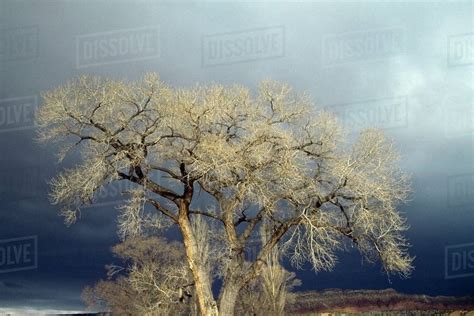 Fremont Cottonwood Populus Fremontii San Ysidro New Mexico Usa