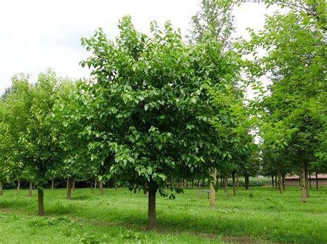 Morus Alba White Mulberry Van Den Berk Viviros