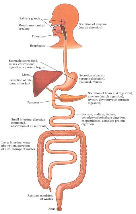 Digestion Tract Digestive System Anatomy Human Digestive System Human