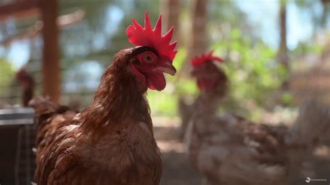 Hens Saved From Pandemic Depopulation Find New Life At Sanctuary