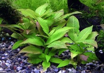 13 Best Discus Aquarium Plants – Discus Aquascape Plants List – Discus ...