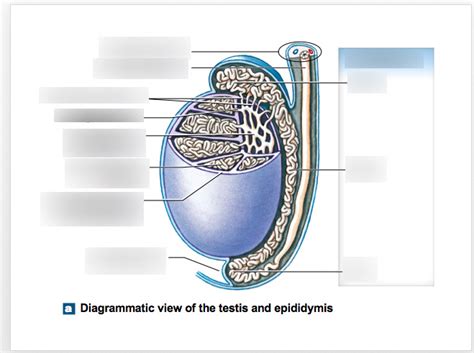 Diagramatic Illustration Of The Testis Epididymis And