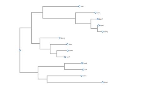 Figure Phylogenetic Tree Of Group A Streptococcus Pyogenes