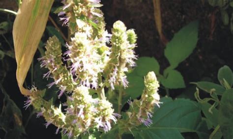 Pachuli como planta medicinal - Tusplantasmedicinales.com