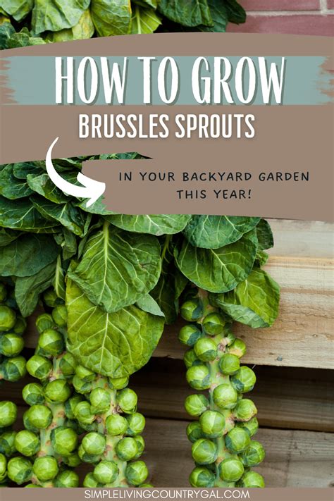 How To Grow Brussels Sprout For Beginners In 2023 Brussel Sprout