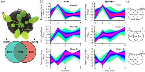 Identification And Characterization Of A Core Set Of Ros Wave