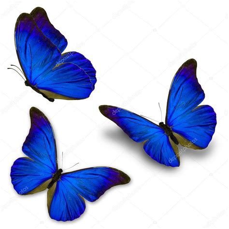 Three Blue Butterfly Stock Photo By ©thawats 99862448