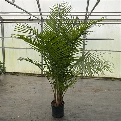 Majesty Palm – The Plant Factory | Wholesale Plants