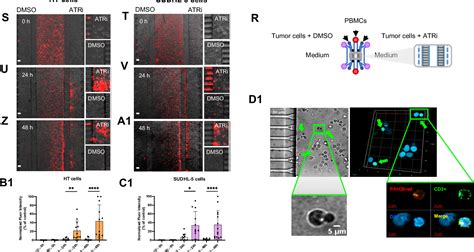 Figure From Germinal Center Dark Zone Harbors Atr Dependent