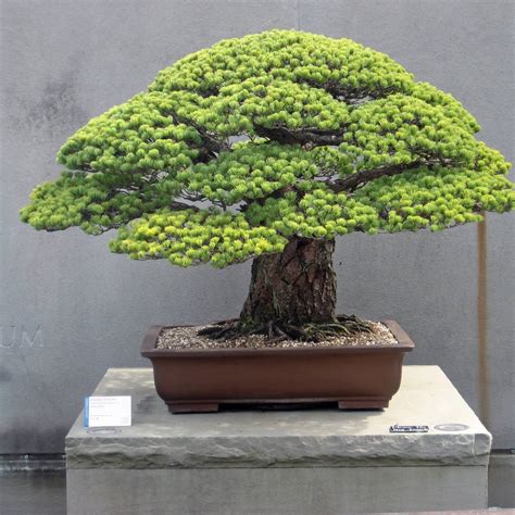 bonsai trees bonsai care info love  bonsai