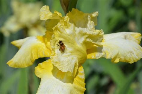 Do You Know about the Ban on Bee-killing Pesticides? #WATWB