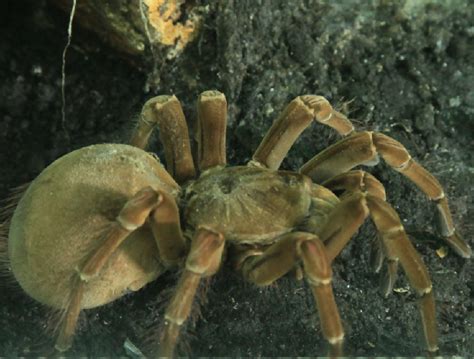 goliath birdeater female    worlds biggest spider
