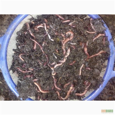 Продам калифорнийские черви семья, купить калифорнийские черви семья ...