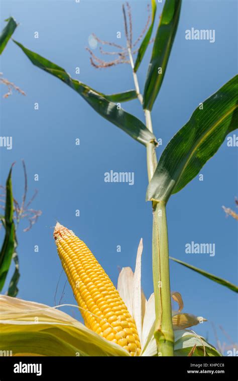 Golden Maize On Stem Stock Photo Alamy