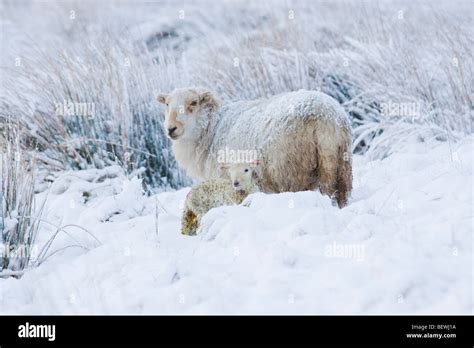 Welsh Mountain Sheep With Lamb In Snow Stock Photo Alamy