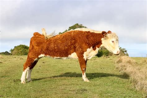 How Often Do Cows Go Into Heat A Beginners Guide To Cattle Breeding
