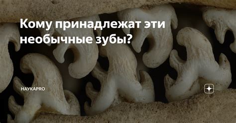 Кому принадлежат эти необычные зубы? | НаукаPRO | Дзен