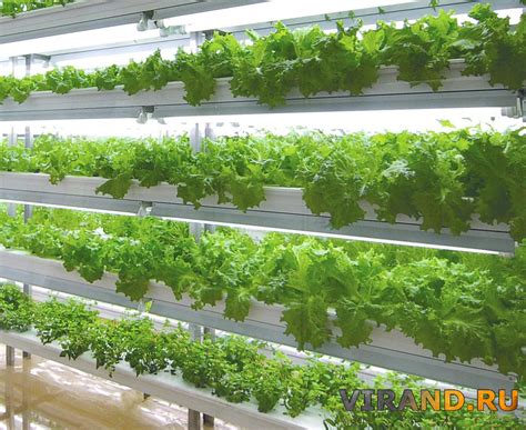 Гидропоника. Что это? - VIRAND