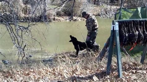 Cowtown Hrc Seasoned Water Hunt Test Youtube