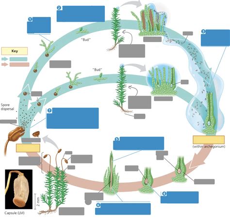 Bryophyte (nonvascular) - Mosses Life Cycle Diagram | Quizlet