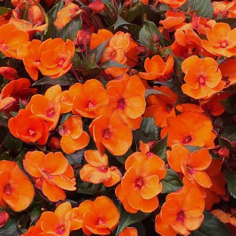 Impatiens Sunpatiens Electric Orange J Parker Dutch Bulbs