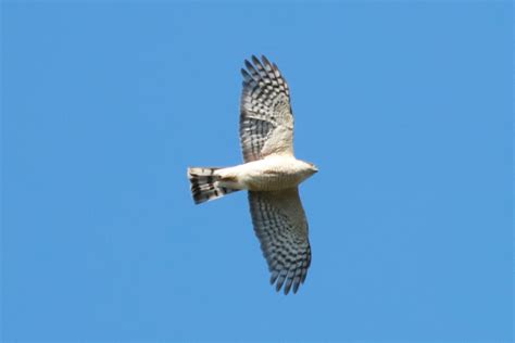 Pennsylvania Bird Atlas Checklist 20 Apr 2024 Chicorylane Farm 5