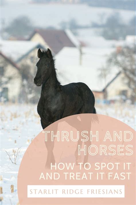 Thrush And Horses How To Spot It And Treat It Fast