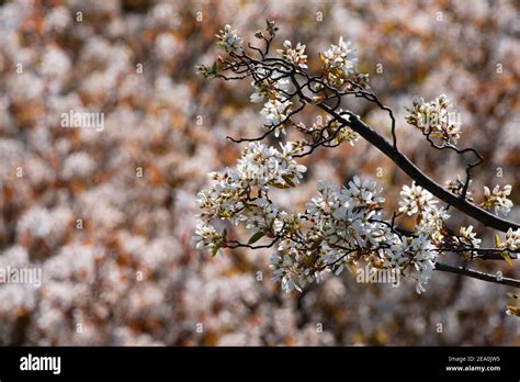 White Flowering Trees In Spring In Europe Stock Photo Alamy