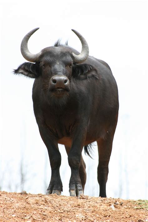Photographing buffalo in african national parks and game reserves – Artofit