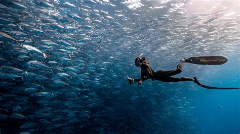 Viaje Mar De Cortez Pacific Divers
