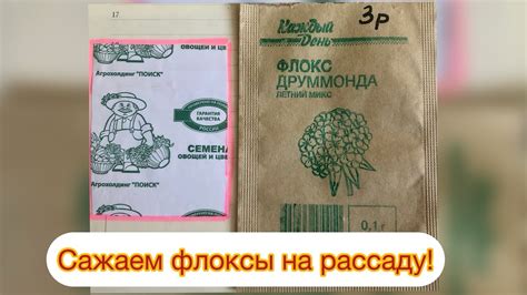 Сажаем флоксы на рассаду. Флокс красивый гном. флокс Друммонда летний ...