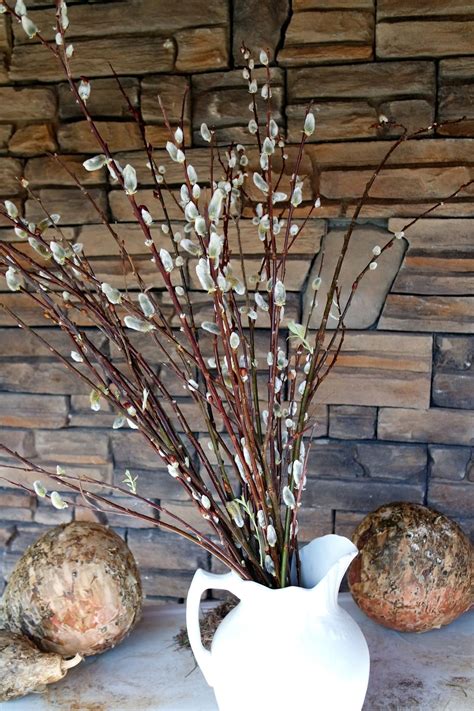 How To Plant Pussy Willows From A Branch Ever After In The Woods Artofit